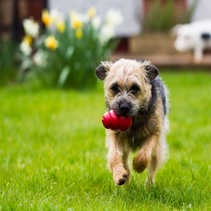 KONG - Classic Dog Toy (Medium)