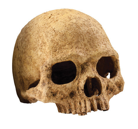 Exo Terra - Primate Skull