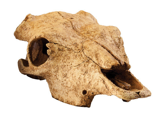 Exo Terra - Buffalo Skull